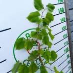 Lipa striebristá (Tilia tomentosa) - výška 130-150 cm, kont. C5L